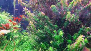 (Lá Cạn) Vảy Ốc Ngọc Trai (Rotala Pearl) | Cây Thủy Sinh Trung Cảnh Cắt Cắm | 8m2