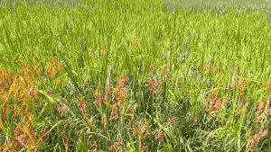 Benih Padi Agt 303 kemasan 5 kg