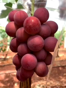 Bibit Anggur Import Ruby Romance Grafting Valid Murah Berkualitas