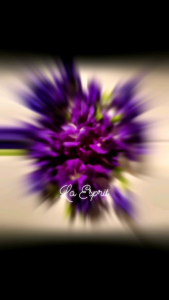 Butterfly Pea Flower Seeds/Blue Pea Vine seeds