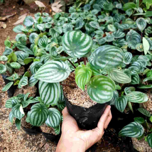 Tanaman Hias Peperomia Watermelon / Peperomia Semangka / Tapland Watermelon