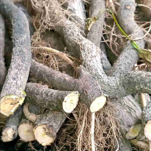 #หลงไหล โล่ติ๊น มีสารโรติโนน ทำให้แมลงหยุดหายใจ ขาดออกซิเจน ใช้หมักเป็นยาปอ้งกันกำจัดแมลงชีวภาพ สกัดดว้ยแอลกอฮอล์ หรือเหล้าขาว ใช้สก้ดทำสบู่ แชมพู ฆ่า หิด เหา หมัด ไล่แมลงไม่ให้มารบกวนสัตว์เลี้ยง ไม่อัตรายต่อสัตว์ เลือดอุ่น ลำต้นหางไหลสด 3กิโล 339 ฿