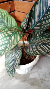 Reflektor Lampu Depan Supra X 125 New Batman