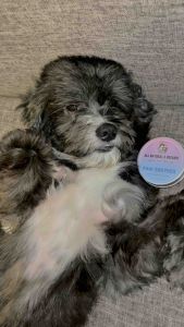 Cirofurri All-Natural Balm for Dogs & Cats – Soothes Dry Paws Elbows & Skin | Lick-Safe | Non-Medicated