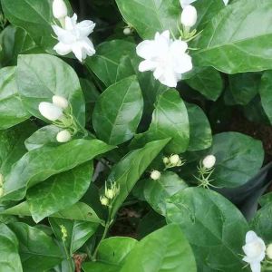 ต้นมะลิลา ถุง 8นิ้ว ดอกสวย พร้อมส่ง