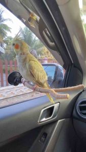 คอนไม้พันเชือก ติดกระจก (wooden perch) สินค้าไทย ผลิตจากไม้ธรรมชาติ