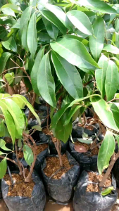 Bibit Leci Merah Cangkok: Cara Mendapatkan dan Menanamnya