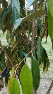 ทุเรียนหมอนทอง