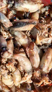 หมึกกะตอยต้มตาก ขนาด500กรัม