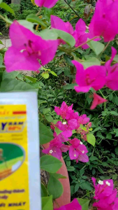 [Freeship Max] Thuốc trừ rầy cám rầy trưởng thành NITENPY RAM 50% gói 14gram (hoạt chất Nitenpyram+Pymetrozine)_VTNN TRUNG THIEN THINH