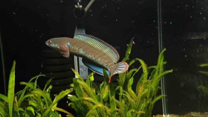 Channa blue bengal 酒红雷龙 (live fish ikan hidup 观赏鱼)