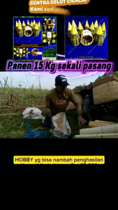 Ijab tengah untuk PIPA PARALON 25" Tali straping kuat & awet