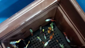 platinum green mosaic red tail.big ears.