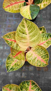 อโกนีมามูนไลท์ มูนไลท์ ส่งพร้อมกระถางดำ สวยแข็งแรง ใบสีเหลืองนวล รูปทรงมน คล้ายดวงจันทร์ ใบมีแดนกลางสีชมพูแดง