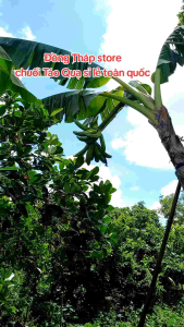 Cây Gống Chuối Táo Quạ 50cm_1m