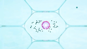 NBS ULTIMATE BOOSTER NEW FORMULA: Paket Skincare yang Meningkatkan Daya Saing Inti