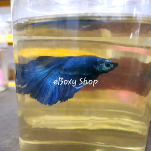 Full Blue Halfmoon Betta