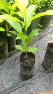 ต้นละมุดกระสวยมาเลย์ ชุด 3 ต้น 100 บาท