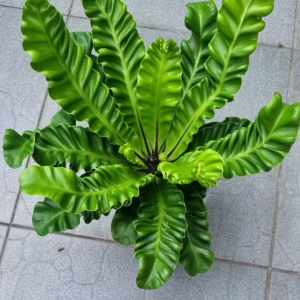 เฟริ์นคอบบร้า *จัดส่งพร้อมกระถางสีดำ* 6นิ้ว