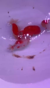 Sakura Goldfish 13-15cm  RM588 per fish