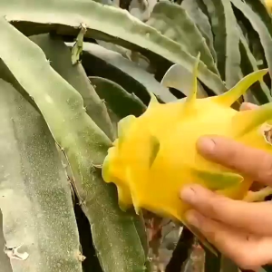promo Kualitas Unggul Cepat Buah // Bibit Pohon Buah Naga Merah // Bibit Buah Naga Kuning - Golden isis - termurah tanpa duri // bibit buah naga putih stek batang / bibit buah naga - bibit pohon buah naga merah/kuning/putih