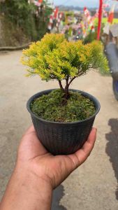 Bonsai cemara emas gratis pot dan lumut