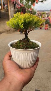 Bonsai Mini Cemara Emas & Pot Putih Lumut
