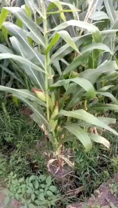 benih jagung hibrida Pertiwi 3 eceran 1kg expred 28 11 2024 original