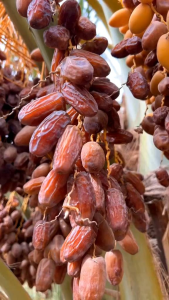 KURMA MABROOM VIP / MABROOM VIP DATES