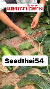 เมล็ดแตงกวาไร้ค้างไม่ทำต้องทำค้างบรรจุ60-100เมล็ด🥒