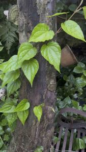 20 Helai Daun Sireh Kampung Asli Segar Untuk Herba Mandian Wanita Bersalin Dan Penjagaan Dalaman Miss V Rawat Keputihan