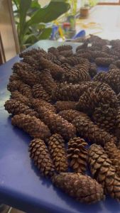 Nenas Batu HARGA BORONG Ubat Tradisional Turun Temurun Saiz S M L