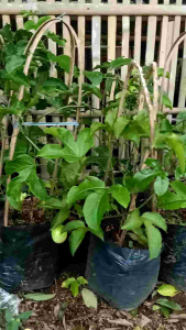 Bibit Tanaman Buah Markisa Merah Berbuah/ berbunga