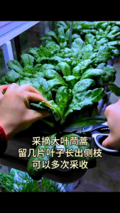 Benih Garland Chrysanthemum /Sayur TangO 1g seeds untuk Taman Rumah & Kebun Anda buah大叶茼蒿菜种子