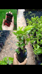 ต้นหม่อนดำออสตุรกี/หม่อนเบอร์รี่ (ซื้อ1 แถม 1) ติดผลทุกต้น