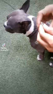 โซ่คอ ปลอกคอ สัตว์เลี้ยง มีไซด์เล็ก-ใหญ่ [ชุปโครเมียม โดนน้ำได้ ทนทาน]