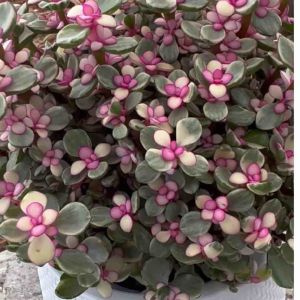 ปะการังสายรุ้งส่งพร้อมกระถางมินิมอลสีขาว