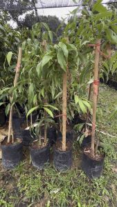 ต้นลิ้นจี่ค่อม แม่กลอง พร้อมส่ง เพชรบุรี