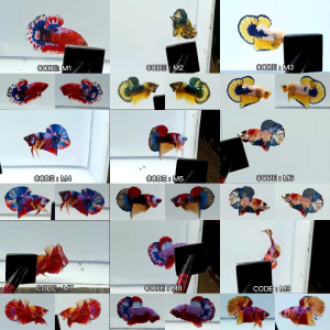 RBG ( 🔒 CODE M 🔒 ) IKAN LAGA BETTA FISH MALE VARIATION SHOWGRADE TOPGRADE HIGHGRADE SELECTION PICK LIMITED STOCK