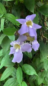 ใบรางจืดสด ใบใหญ่สดๆจากต้นขึ้นเองตามธรรมชาติปลอดสารเคมี รางจืด #ใบรางจืด