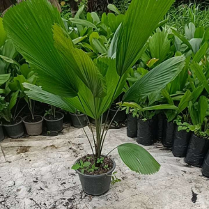 ปาล์มจีบกระถาง 11 นิ้วลำต้นสูง70-80ซ.ม