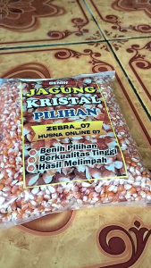 PROMOO !! 1 KG BENIH BIJI JAGUNG KRISTAL PILIHAN