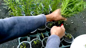 Biji kangkung super pilihan
