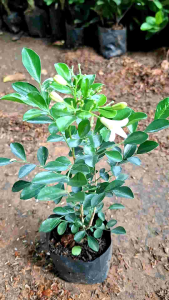 tanaman hias bunga kemuning jawa bunga wangi