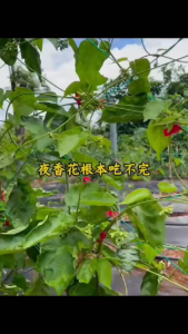 🌱1 Keratan/cutting🌱Keratan Bunga Tongkeng Tonkin Jasmine Plant (Bunga boleh Makan) 夜香花枝条