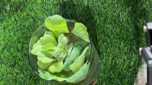 จอกกุหลาบ จอกแหน พืชลอยน้ำ 1 ถุง 3-4 ดอก