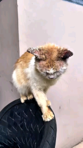 Clever Solutions Anti Scabies Plus Obat Jamur Kucing Scabies Gudik Demodex Impetigo Kutu