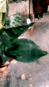 paket 6 tanaman hias sensivera mini