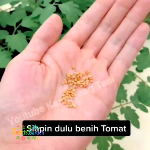 10 BUTIR BIJI/BENIH TANAMAN TOMAT BEEFSTEAK AMANA ORANGE