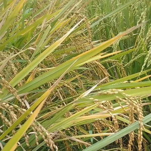 Jual Benih Padi Beras Putih Pulen 500 Grm Umur 90 Hari